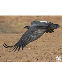 گونه دال پشت سفید White-rumped Vulture